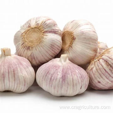 New 6.0cm Red Garlic For Sale